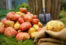 Картофель: секреты хорошего урожая
