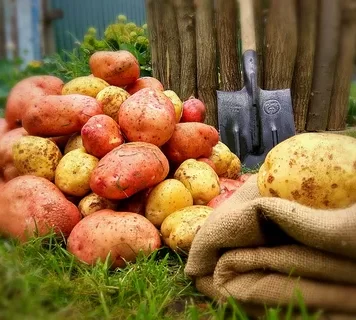 Картофель: секреты хорошего урожая