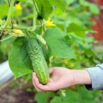 Советы дачникам: как спасти огурцы и помидоры?