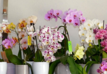 Как ухаживать за орхидеями разных сортов?
