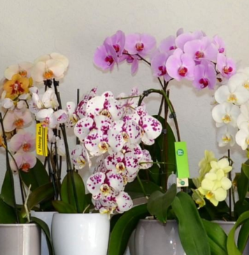 Как ухаживать за орхидеями разных сортов?