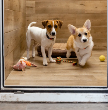 Правила выбора гостиницы для собаки