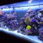 Пресноводный или морской аквариум: что выбрать?