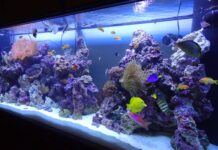 Пресноводный или морской аквариум: что выбрать?