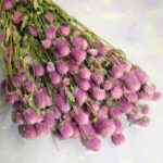 Список разновидностей сухих цветов