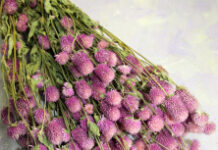 Список разновидностей сухих цветов