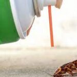 Самые эффективные способы уничтожения тараканов