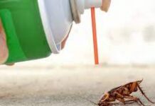 Самые эффективные способы уничтожения тараканов