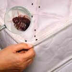 Как избавиться от домашних клопов в квартире?