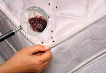 Как избавиться от домашних клопов в квартире?