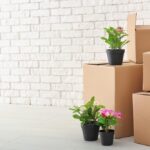 Как перевезти растения на новую квартиру?
