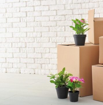 Как перевезти растения на новую квартиру?
