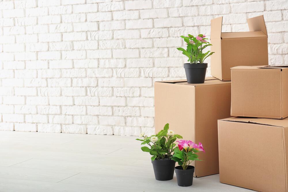 Как перевезти растения на новую квартиру?