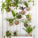 Кокедама в интерьере