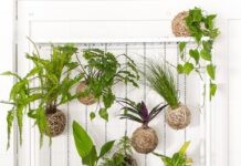 Кокедама в интерьере