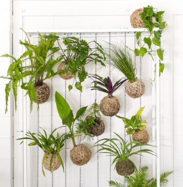 Кокедама в интерьере