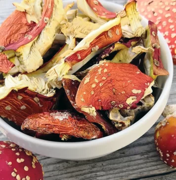 Применение мухомора в медицине