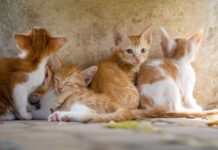 Чисто и без запаха: чем наполнить кошачий лоток