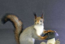 Как размещать чучела животных в интерьере?