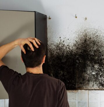 5 способов избавиться от плесени в квартире