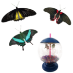 Фермы бабочек: увлекательное занятие для детей