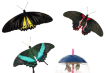 Фермы бабочек: увлекательное занятие для детей