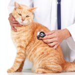 Кардиолог для кошек