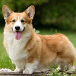 Как выбрать щенка корги?