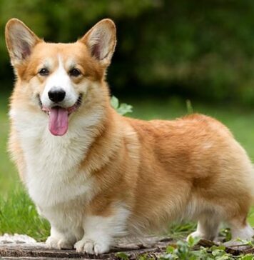 Как выбрать щенка корги?