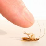 Как избавиться от тараканов?