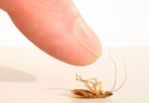 Как избавиться от тараканов?