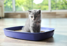 Как приучить котенка к лотку?