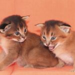 Котята каракет: особенности породы и характер