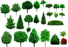 Как выбрать виды деревьев и кустарников для лесовосстановления в вашем регионе