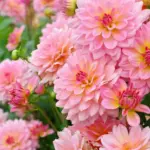 Как грамотно выбрать георгины ?