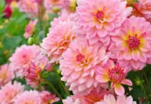 Как грамотно выбрать георгины ?